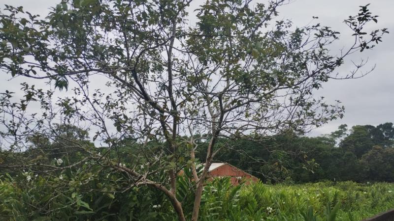 QUATRO TERRENOS JUNTOS NO NEREIDAS. - Cavalheiro Imóveis